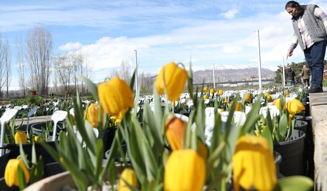 Ters Laleler Erzincan’ı Cazibe Merkezi Yapıyor (VİDEO)