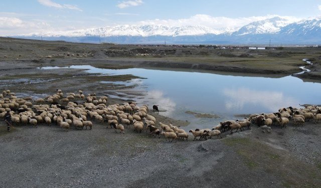 Erzincan’da Baharla Birlikte Sürüler Meraya İndi: Üretici Nefes Aldı (VİDEO)