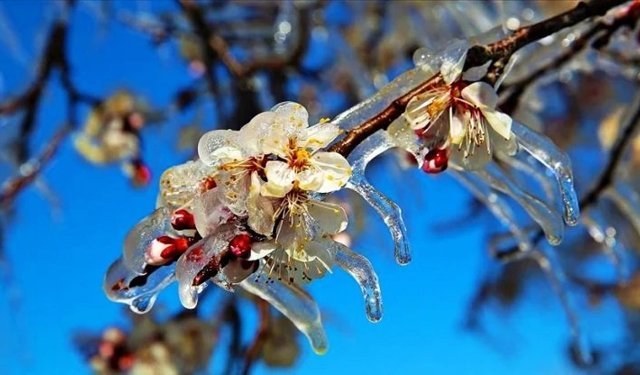 Zirai Dona Karşı Önlemler Açıklandı
