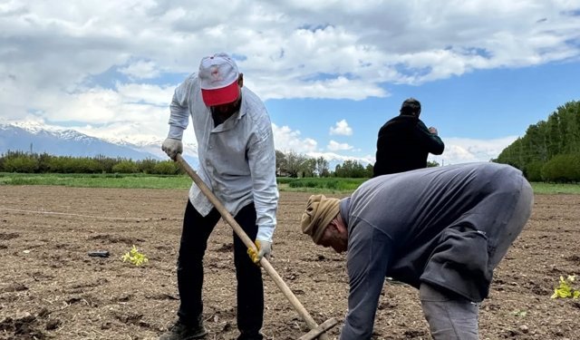 Erzincan’da Aronya Atağı: Koleksiyon Bahçesi Kuruldu