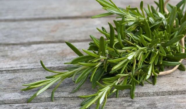 Aromatik Şifa: Biberiyenin Faydaları