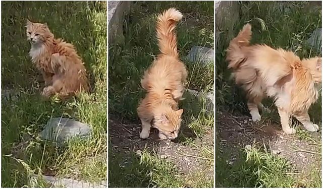 Erzincan’da “Kanatlı Kedi” Şaşkınlığı (VİDEO)