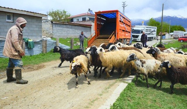 Erzincan Tulum Peyniri Üreticileri Zorlu Mesai İçin Yola Çıktı (VİDEO)