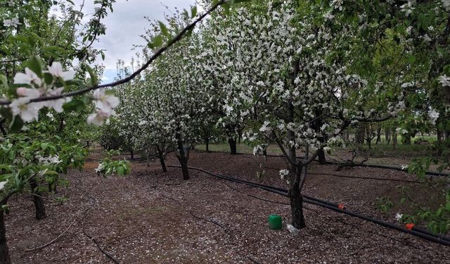 Erzincan'ın Meyvelerinde Saklı Genetik Sırlar