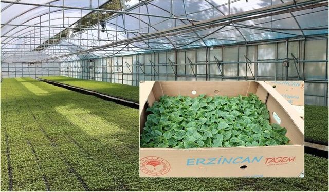 Erzincan'da Sebze Fidesi Satışları Başlıyor!
