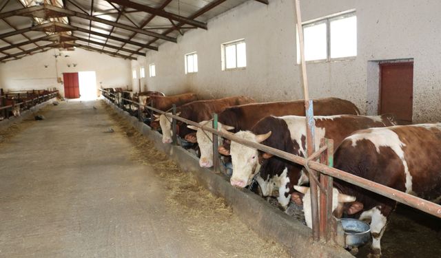 Üzümlü’de Besi Çiftliğine İnceleme