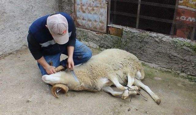 Kurban Kesiminde Hayati Uyarılar!