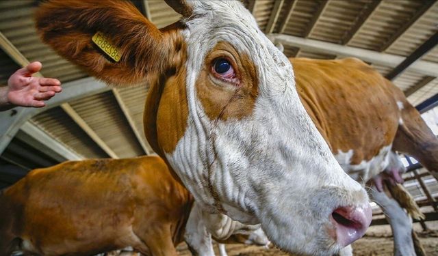 Kurban Nasıl Kesilir? Doğru Bilinen Yanlışlar