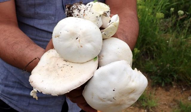 Erzincan’ın Dağlarında Yetişiyor: Çaşır Mantarının Kilosu 2 Bin Lira