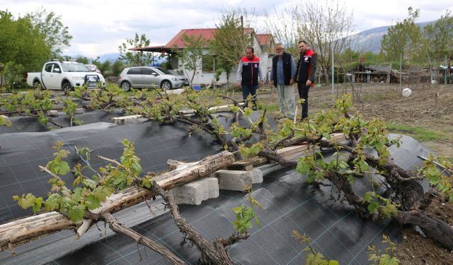 Cimin Üzümünde Sezon Takibi Sürüyor