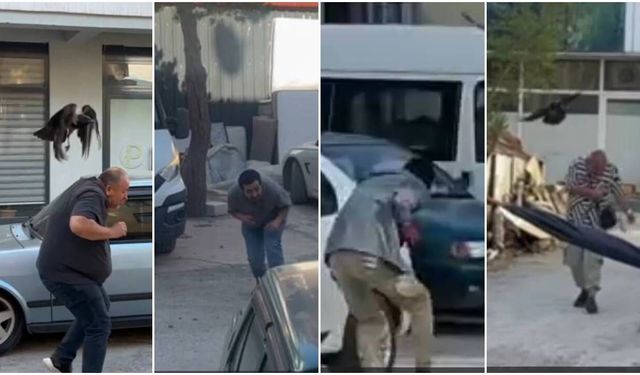 Erzincan'da Karga Ailesi Yavrusu İçin Kedilere ve İnsanlara Meydan Okudu (VİDEO)