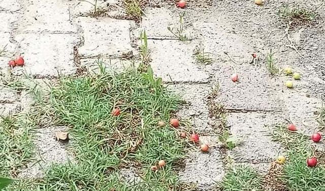 Üzümlü’de Çıkan Kuvvetli Rüzgâr Meyveleri Döktü!