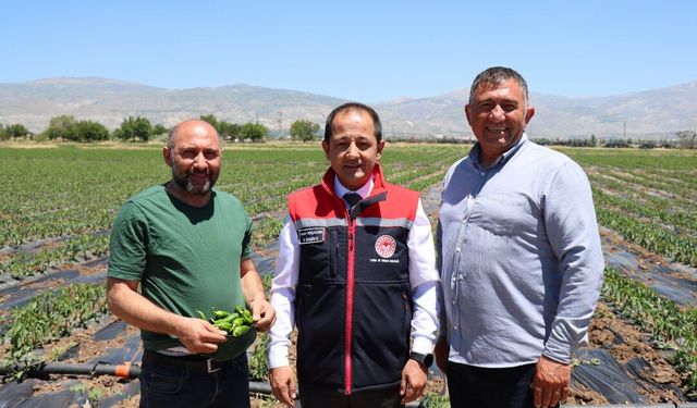 250 Dönümlük Tarlada Plastik Malç Devrimi (VİDEO)