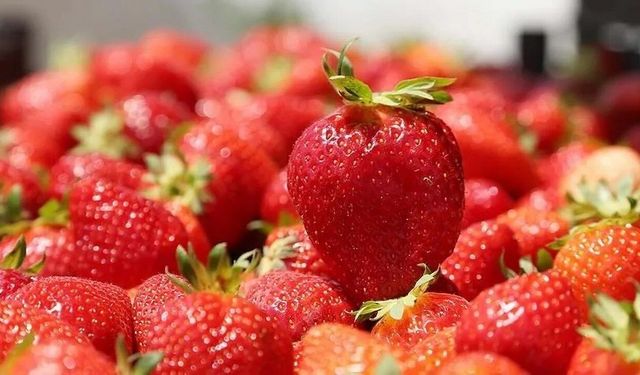 Çileğin Ömrünü Uzatan İkili: Melatonin ve Kitosan