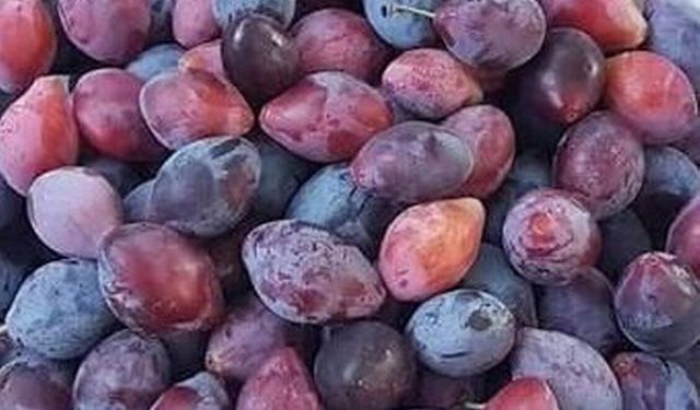 Doğu’nun Şifalı Eriği: Cancur, Bakterilere Karşı Yeni Bir Kalkan Olabilir mi?