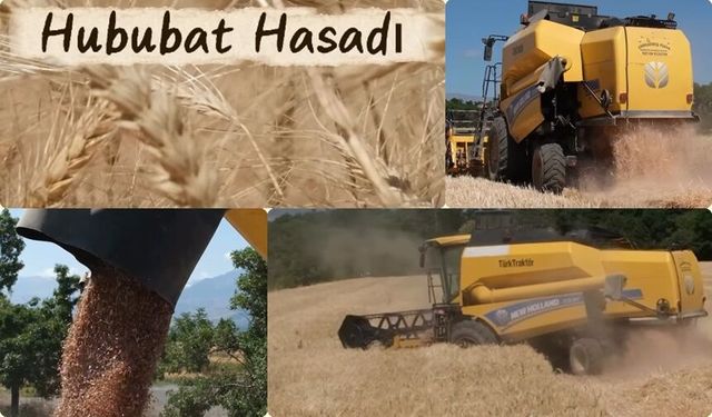 Erzincan Belediyesine Ait 1.095 Dönüm Tarlada Hububat Hasadı Başladı