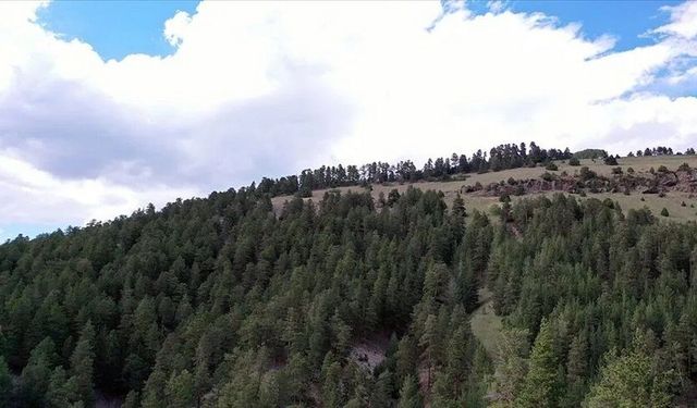 Erzincan'da Ormanlara Giriş Yasaklandı: İşte Yeni Kurallar ve Tarihler!
