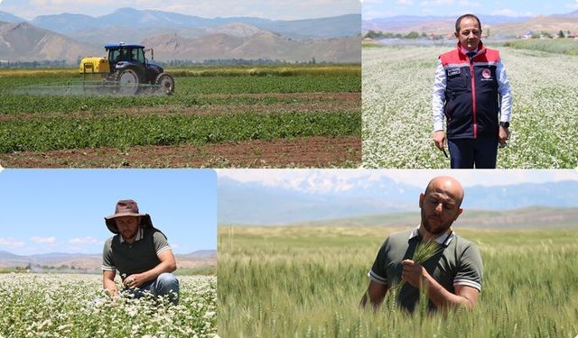 Erzincan'da Tarımda Üretim Çeşitliliği Arttı: Hububatta Yüzde 30 Verim Beklentisi