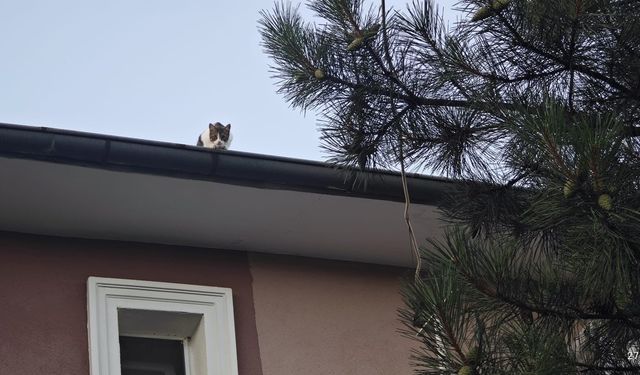 Çatıda Mahsur Kalan Kediye İtfaiye Şefkati