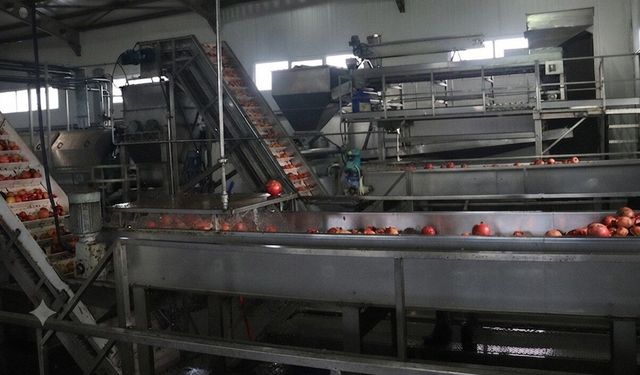 Limonata Endüstrisinin Atığı, Balık Yağının Taze Kalma Sırrı Oldu!