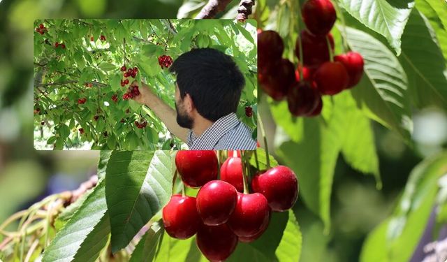 Erzincan'da Kirazda Rekolte Beklentisi 3 Bin 500 Tona Ulaştı!