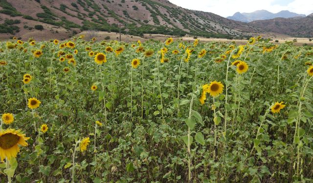 Erzincan’da Ayçiçeği Bereketi! Üretimde Yüzde 30 Artış Bekleniyor