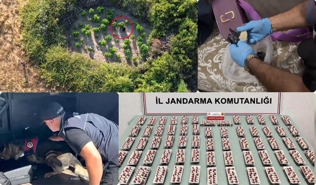Binlerce Kök Kenevir İmha Edildi, Onlarca Tutuklama!