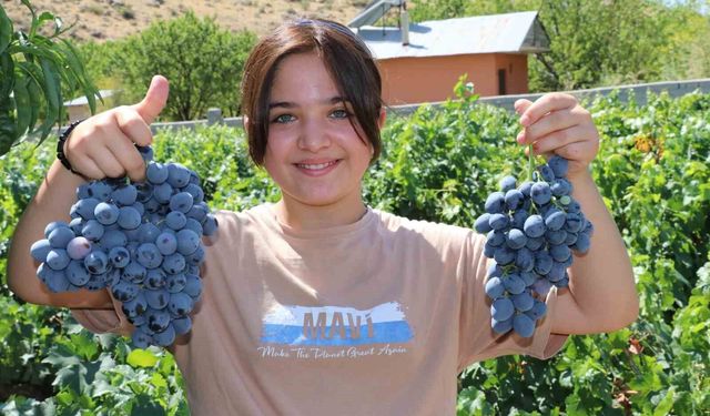 Cimin Üzümü'nde hasat heyecanı başladı