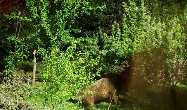 Duvarı Yıkıp Bahçeye Giren Boz Ayı Erzincan'da Görüntülendi!
