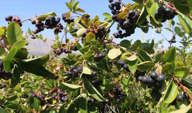 Erzincan'da aronya hasadı yaklaşıyor