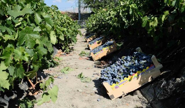 Erzincan'da dolu, Cimin üzümü bağlarını vurdu