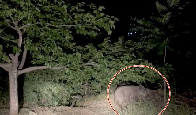 Erzincan'da Domuz Sürüsü Köye İndi