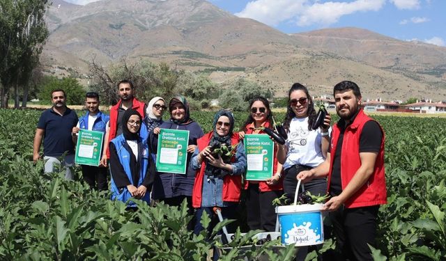 Erzincanlı Gönüllü Gençler Patlıcan Hasadında Ter Döktü