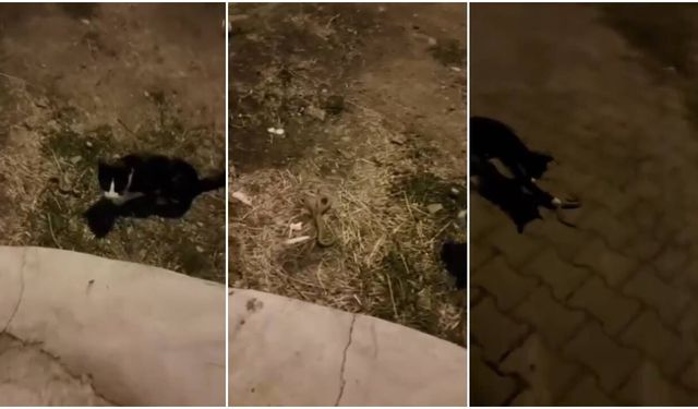 Kemah’ta Minik Kedi, Engerek Yılanına Geçit Vermedi! (VİDEO)