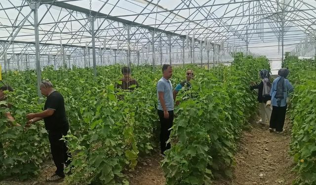 Öğrenciler Tarımsal AR-GE Çalışmalarına Katılıyor