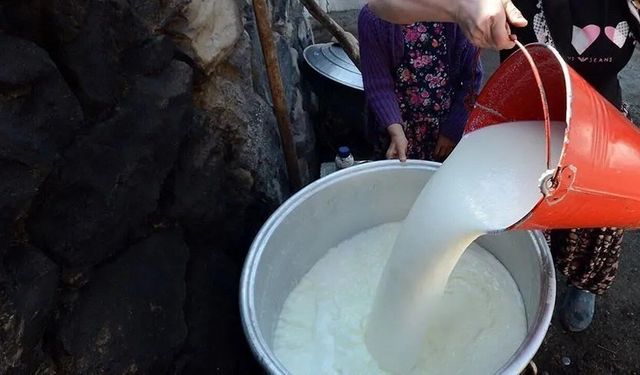 Toplanan İnek Sütü 1 Milyon tona Yaklaştı!