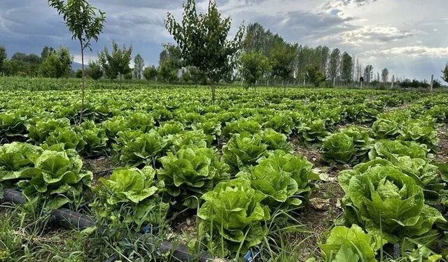 Toprakla Uğraşanlar Dikkat! Eylül Ayında Hangi Sebzeler Ekilir, Nasıl Bakılır?