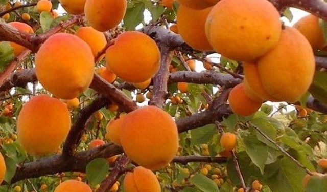 Eksi 40 Dereceye Meydan Okuyor: Erzincan'ın Yabani Zerdalisi