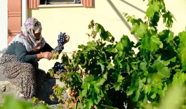 75 yıllık ömür, nasırlı eller ve Cimin üzümü