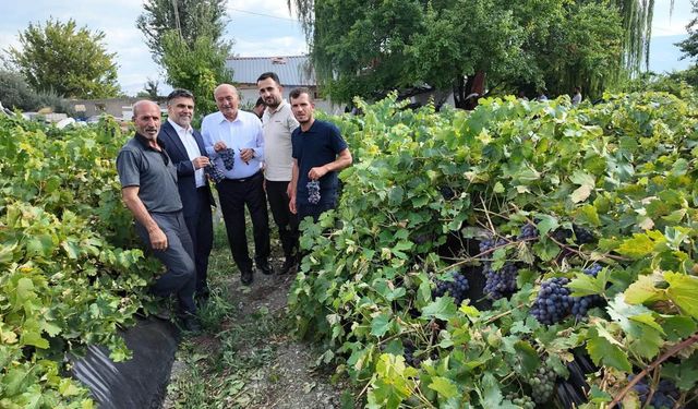 Cimin Üzümü’nde bağ bozumu heyecanı başladı