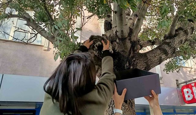 Erzincan'da ağaca çıkan yavru kedi yaş mamayla ikna edilerek kurtarıldı