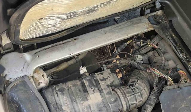 Erzincan'da araç motorunda mahsur kalan yavru kedi kurtarıldı