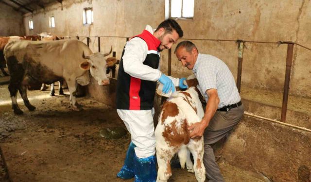 Erzincan'da hayvanları kenelere karşı korumak için ilaçlama başladı