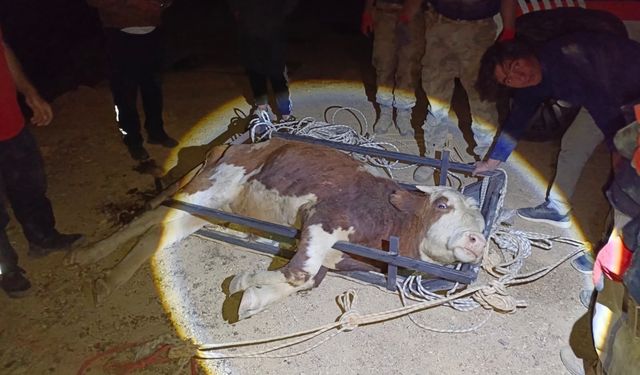 Erzincan'da uçuruma yuvarlanan büyükbaş hayvan kurtarıldı