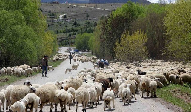 Erzincan'da yaylacılar, 5 aylık sezonun ardından dönüş yolculuğuna başladı