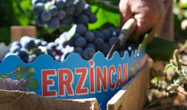 Erzincan'ın siyah incisi Cimin üzümünde hasat zamanı