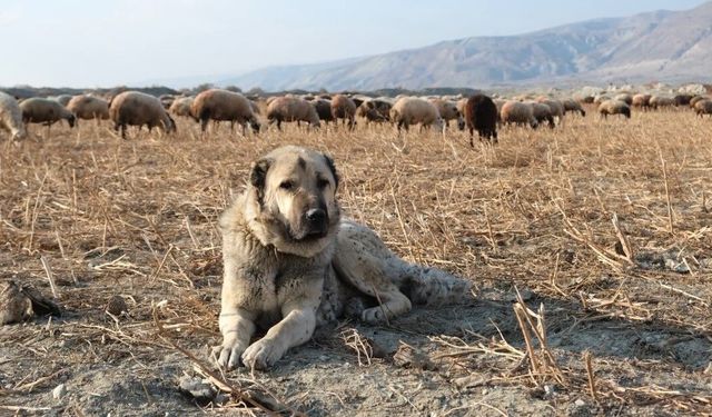 Kurtlarla mücadelede sürünün en büyük güvencesi çoban köpekleri