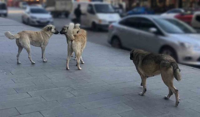 Sahipsiz hayvanlara yönelik denetim yapılacak