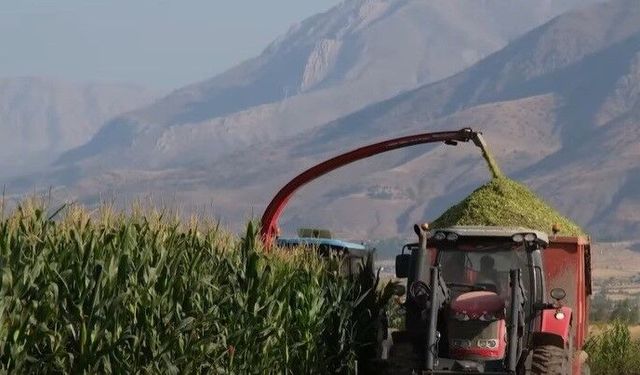 Silajlık mısır hasadı sürüyor