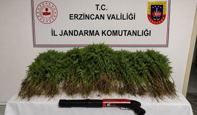 Tercan'da uyuşturucu operasyonunda 174 kök kenevir ele geçirildi